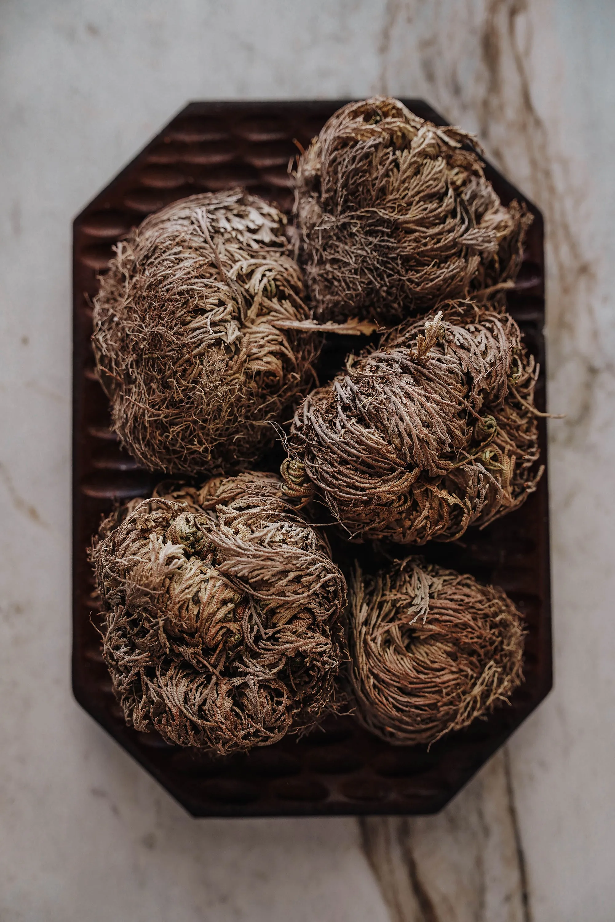 Rose of Jericho Resurrection Flower (Selaginella Lepidophylla)