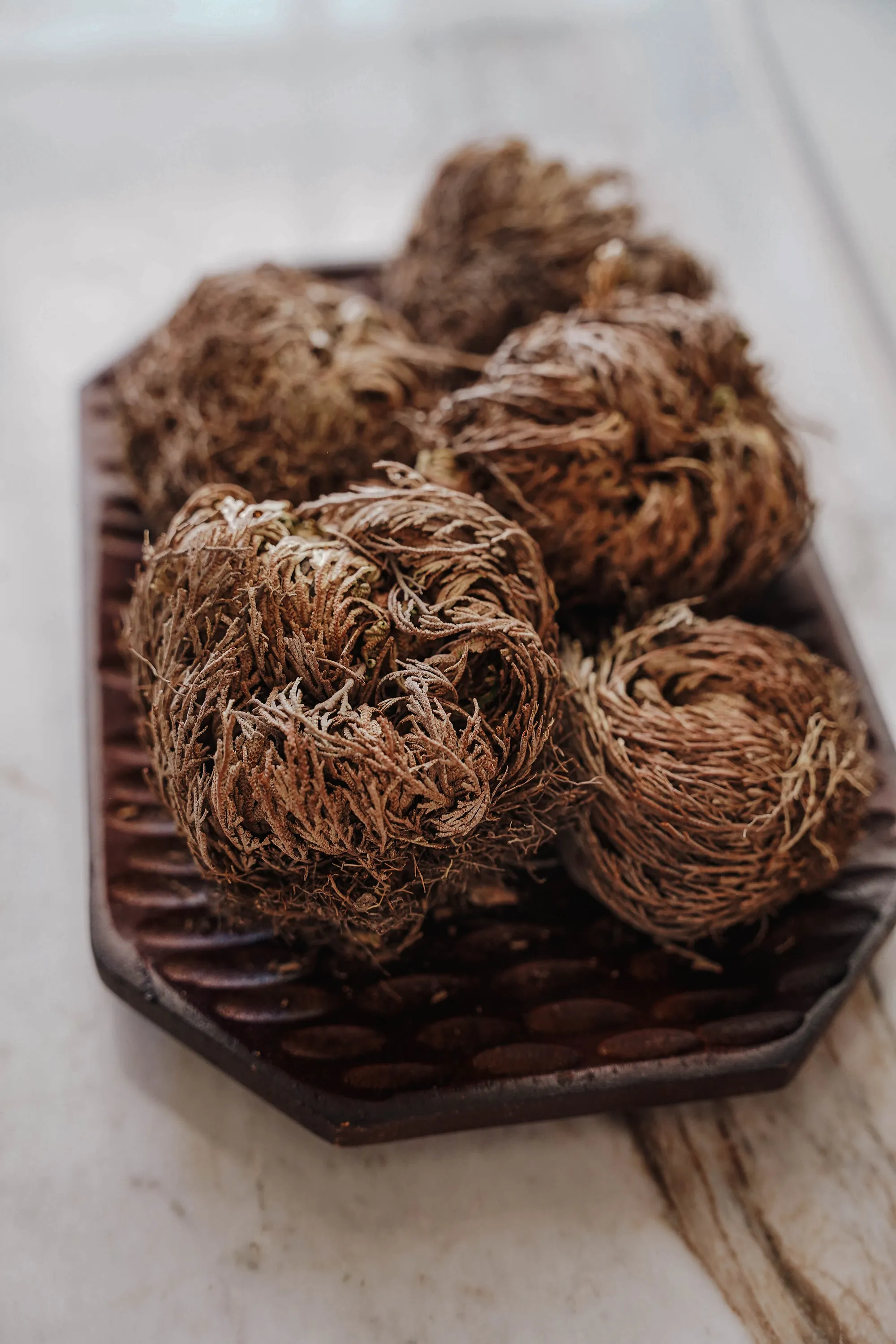 Rose of Jericho Resurrection Flower (Selaginella Lepidophylla)