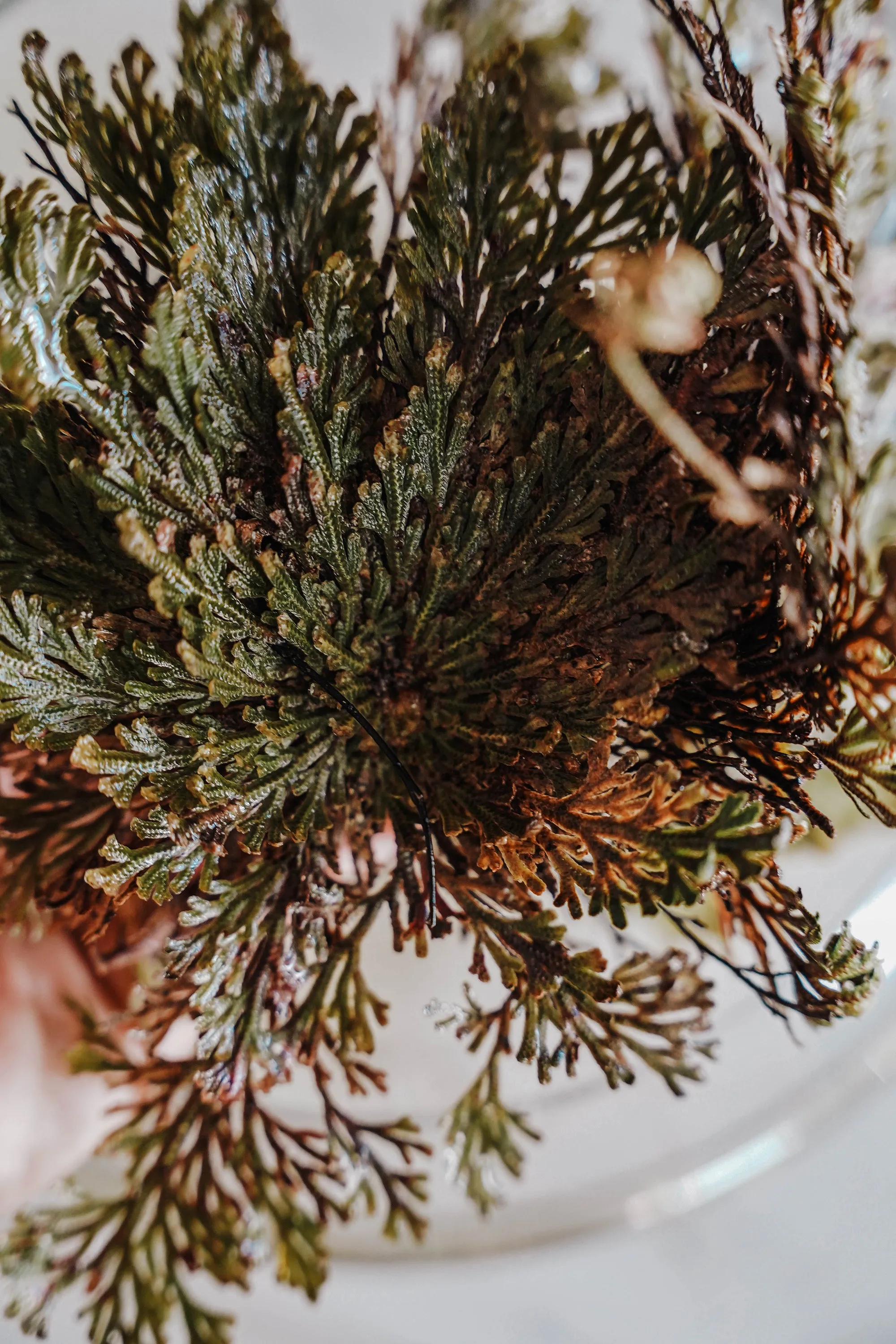 Rose of Jericho Resurrection Flower (Selaginella Lepidophylla)