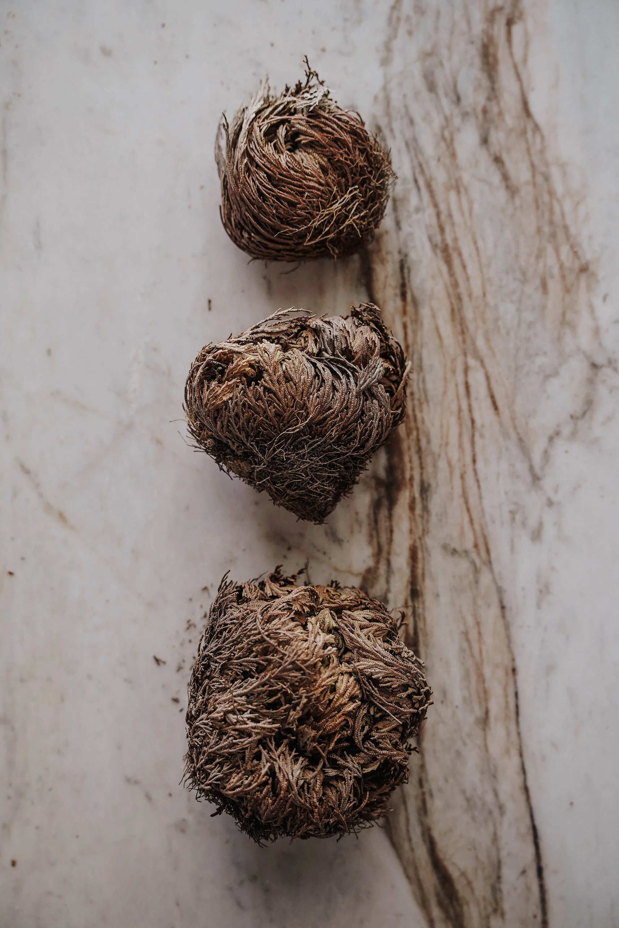 Rose of Jericho Resurrection Flower (Selaginella Lepidophylla)