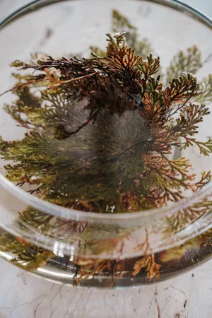 Rose of Jericho Resurrection Flower (Selaginella Lepidophylla)